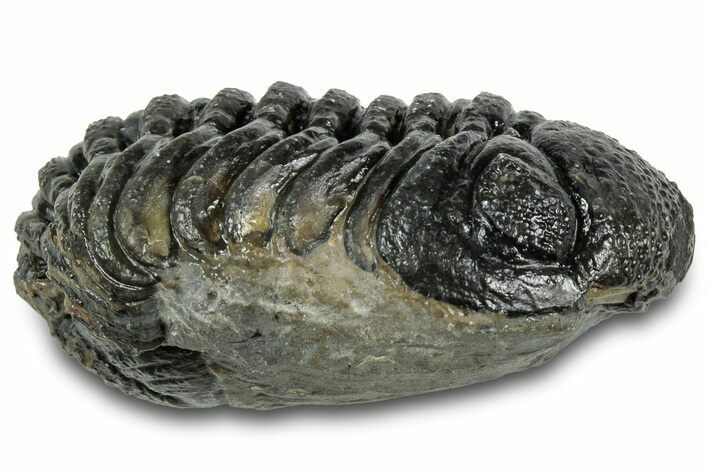 Long, Curled Morocops Trilobite - Morocco #323221